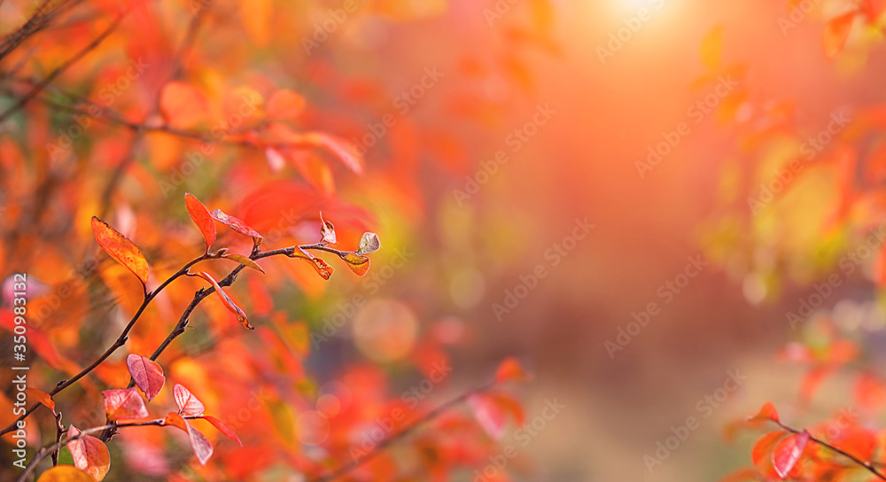 bright autumn nature background. red-orange fall leaves. autumn season concept. copy space. bright autumn nature background. red-orange fall leaves. autumn season concept. copy space.
