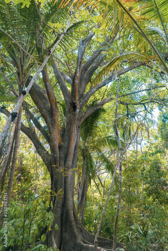 Fototapeta premium Gran árbol en medio del bosque