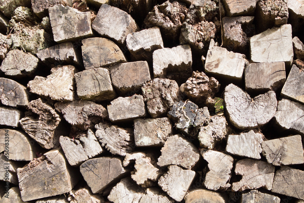 Fototapeta premium Closeup of tree trunks in nature.