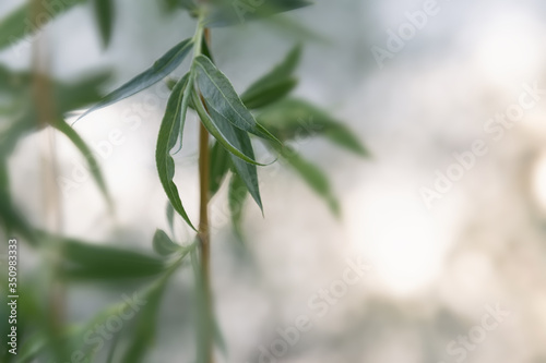 View of a willow branch with young leaves on a blurry background with bokeh.