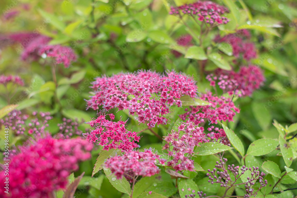 Fototapeta premium Spirea