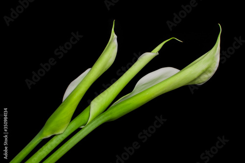 white calla on black background photo