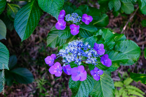 purple hydrangea in the garden