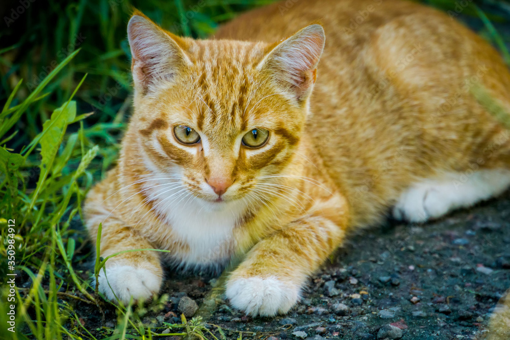 Red cat in garden