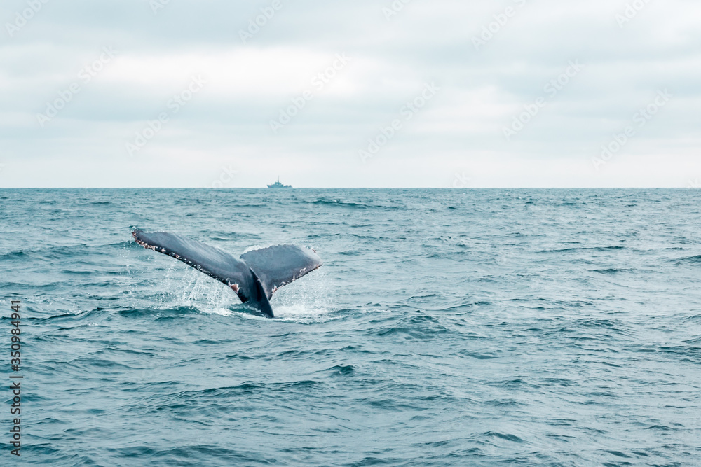 Fototapeta premium Ballena jorobada
