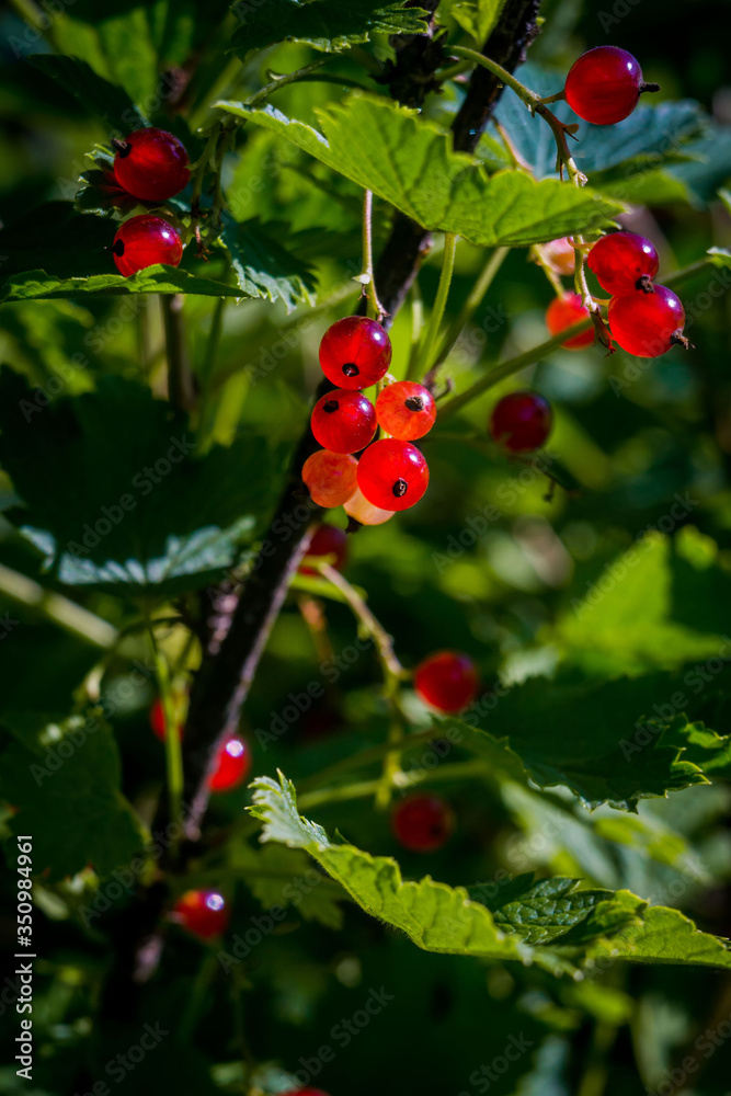 Red currant berries on shrubs Red currant berries on shrubs