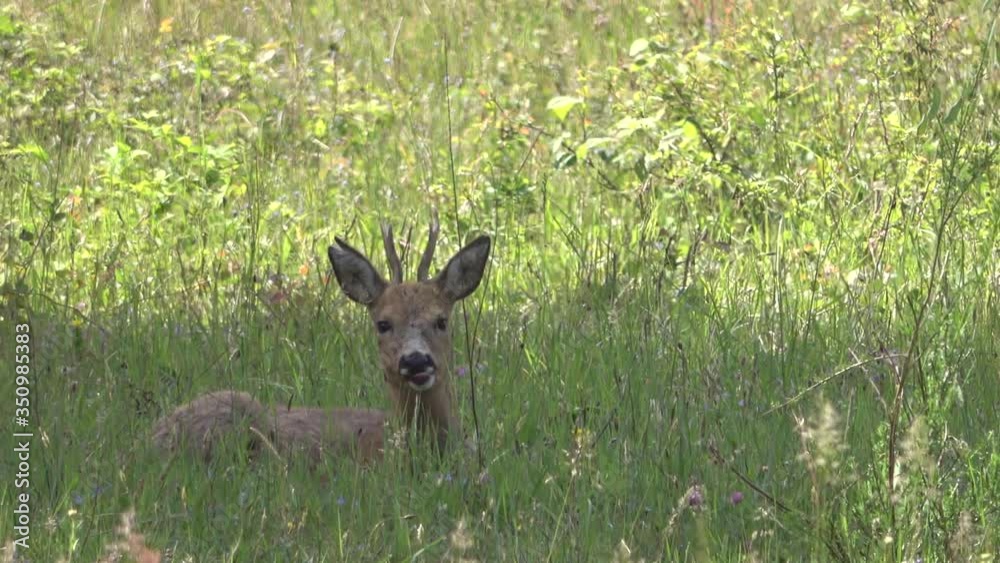 Junger Rehbock auf der Wiese, Capreolus capreolus Junger Rehbock auf der Wiese, Capreolus capreolus