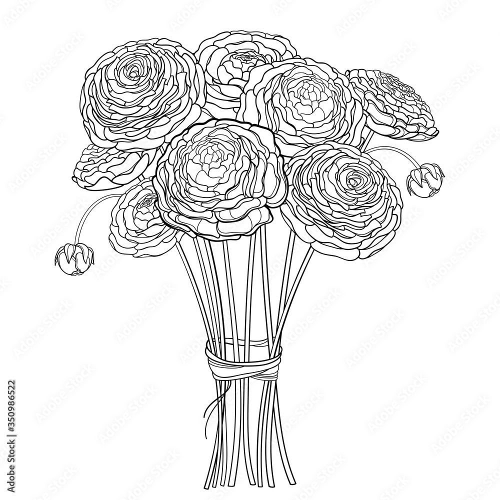 Bouquet with outline Ranunculus or Buttercup flower and ornate bud in black isolated on white background. 