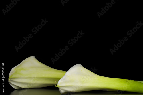 white calla lilies photo