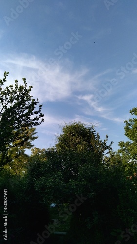 trees and sky