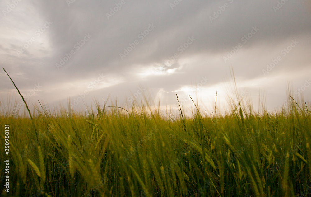green wheat with clouds