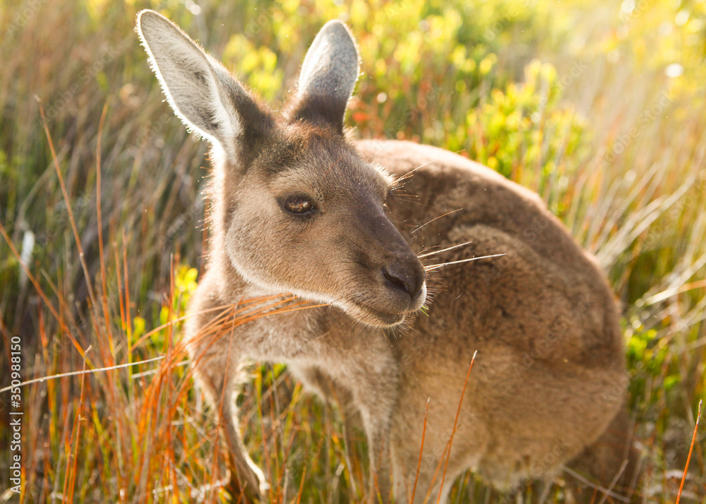 Fototapeta premium Kangaroo in the grass, Australia