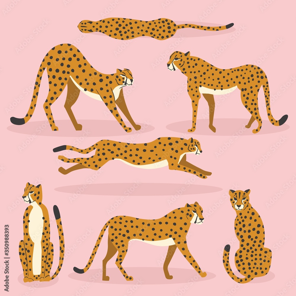 Collection of cute hand drawn cheetahs on pink background, standing, stretching, running and walking. Flat vector illustration Collection of cute hand drawn cheetahs on pink background, standing, stretching, running and walking. Flat vector illustration