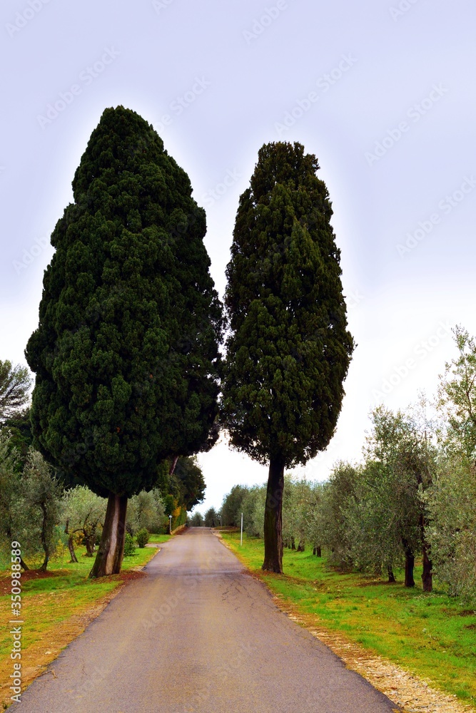 caratteristica  strada di campagna toscana con cipressi e alberi di ulivo nel comune di Greve in Chianti in provincia di Firenze in Italia