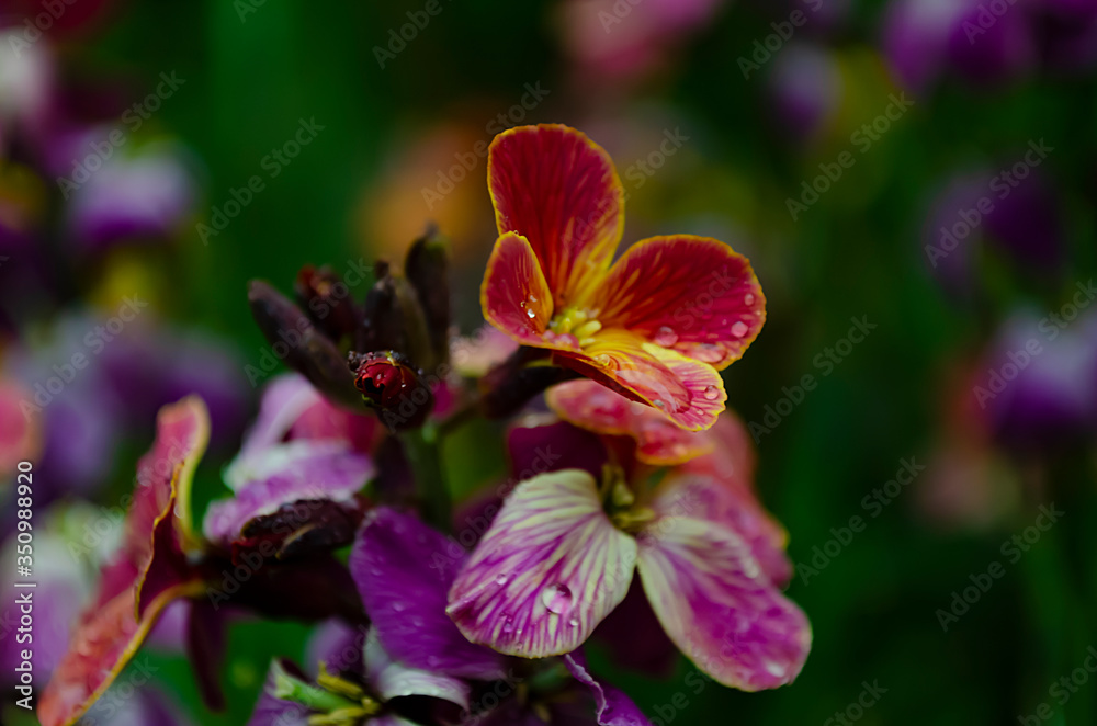 Obraz premium Violets flowers bloom in the spring forest.