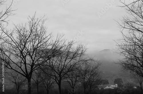 Paisaje de la naturaleza con arboles en el bosque en invierno sin hojas con niebla o bruma en el cielo, con montañas en el fondo