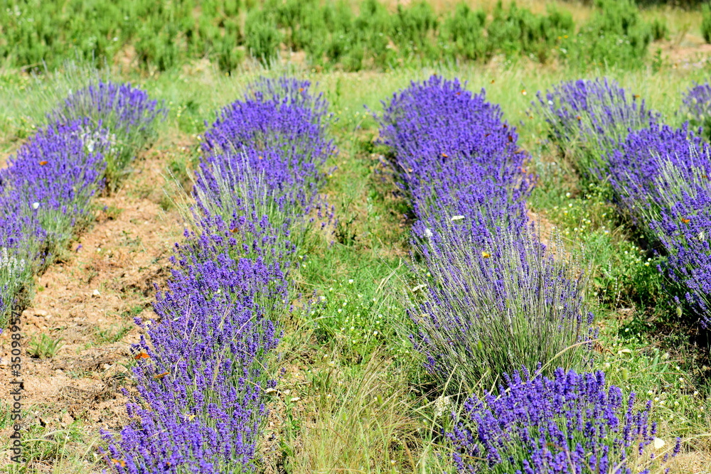 Obraz premium lavender field provence france
