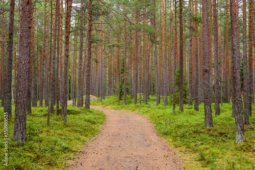 The path in a picturesque pine forest, Lahemaa nature Park, Estonia