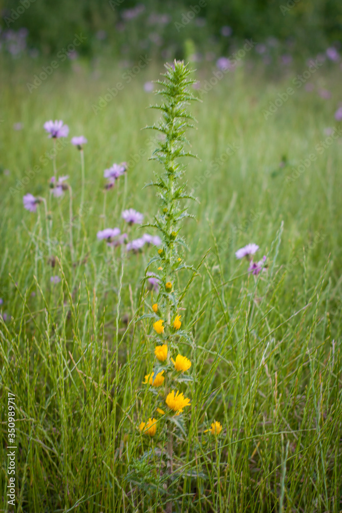 Naturaleza post Covid-1