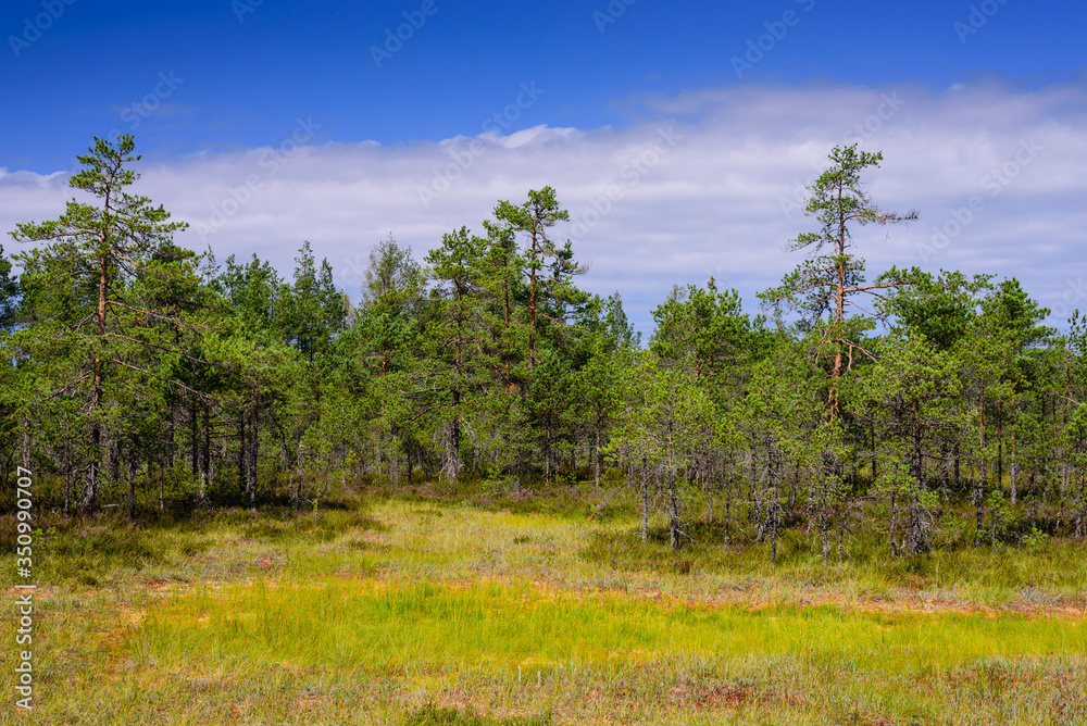 Obraz premium Viru bog (Viru Raba) in Lahemaa national Park, a popular natural attraction in Estonia, a tourist ecological trail. Picturesque landscape with swamp and forest