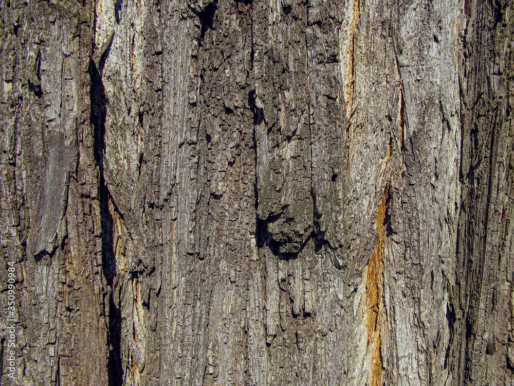 Tree bark close-up Tree bark close-up