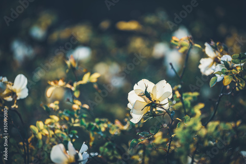 Flowers of a Bet Figueras rose bush photo