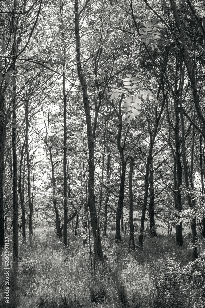 Obraz premium Woodland scene.