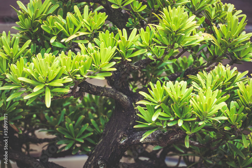 Big-leaf Podocarpus bonsai tree