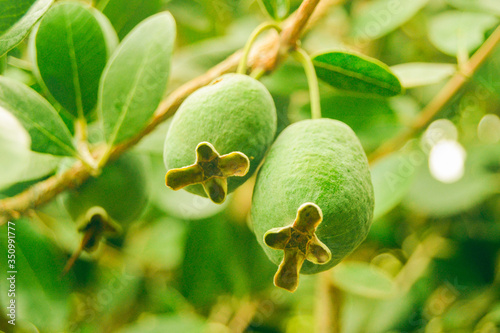 Two green feijoa hanging on the feijoa tree branch, green leaves in a botanical garden on the island Crete. Fresh organic fruit high iodine, organic acids. Myrtle tree. Closeup view of feijoa