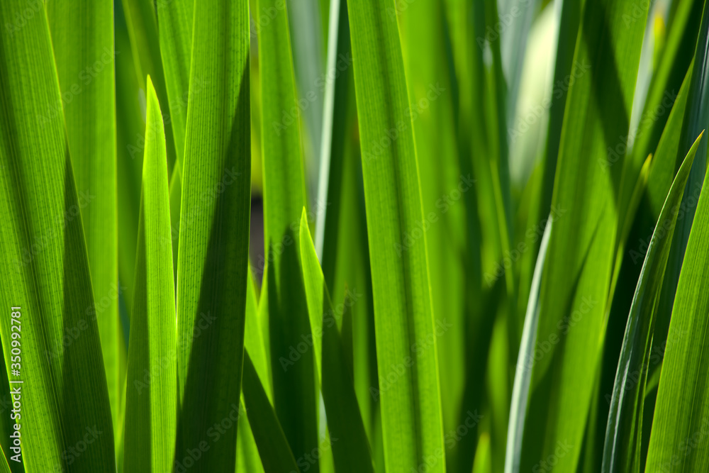 Green grass in the background of bright sunlight from the back Green grass in the background of bright sunlight from the back