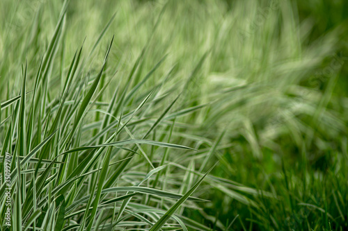 green and white grass on the lawn