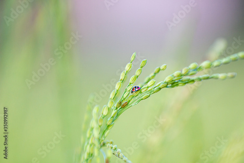 ladybug on ears of rice