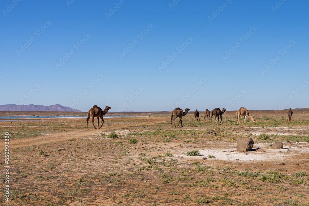 camels desert lake