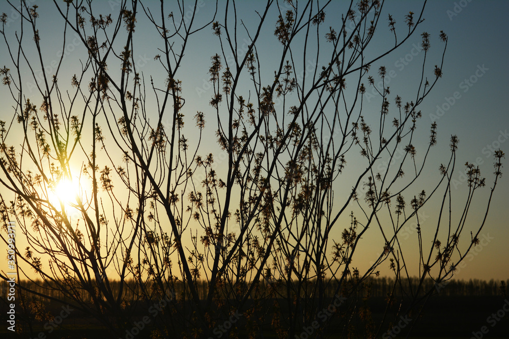 reeds at sunset sun at sunset малиновый закат sunset orange солнце заход лучи солнца закат небо на закате evening trees sky sun nature reeds at sunset sun at sunset малиновый закат sunset orange солнце заход лучи солнца закат небо на закате evening trees sky sun nature