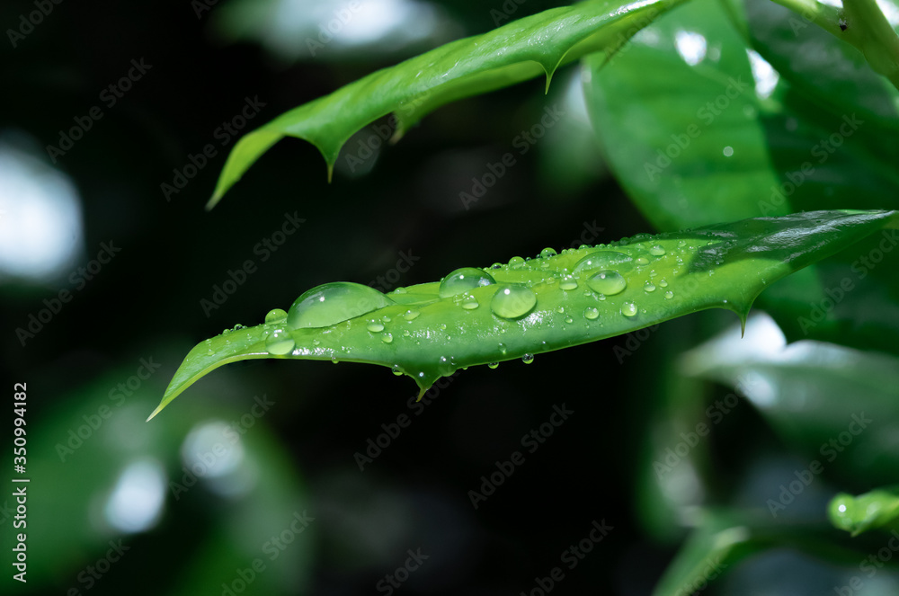 Water beaded on a thorny Chinese holly (Ilex cornuta) leaf Water beaded on a thorny Chinese holly (Ilex cornuta) leaf