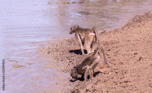 Baboons at a waterhole in Kruger National Park  South Africa