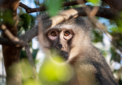 Vervet Monkey (Chlorocebus pygerythrus) hiding in a tree, Kruger National Park, South Africa photo