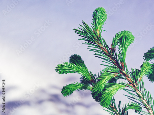 The spruce branch with young green sprouts is on a gradient white-gray background and casts a shadow on it. Seasonal summer and New Year s image. Copy space. Natural background.