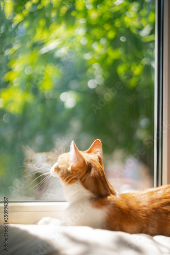 Funny red cat sits at a window and yawns. outside a sunny summer day. Close up portrait ginger cat