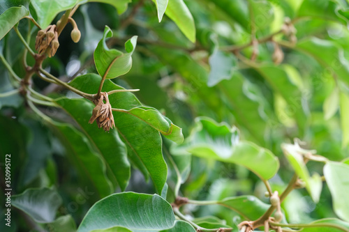 brown bullet wood bud flower hanging on branch tree. fresh of green leaves in botany garden. photo