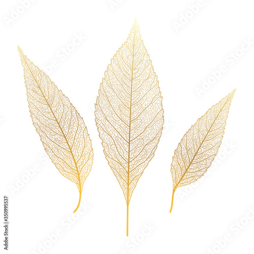 Gold leaf veins isolated. Vector illustration. EPS 10