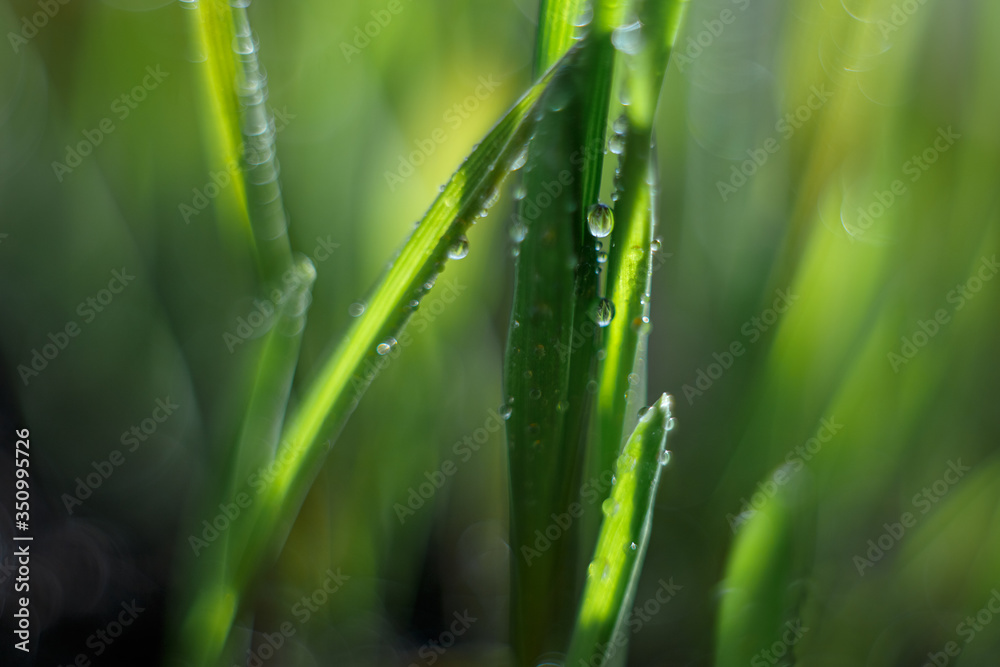 green grass with water droplets in the sun green grass with water droplets in the sun