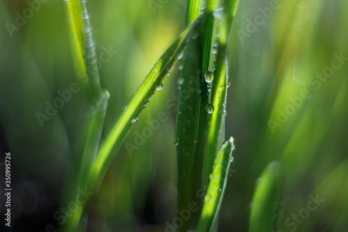 green grass with water droplets in the sun