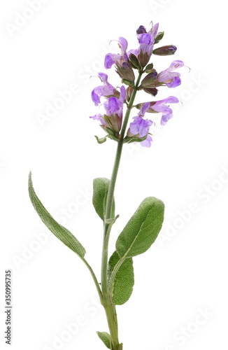 Salvia farinacea  Blue salvia  Mealy sage flowers blooming with leaves  isolated on white background  with clipping path