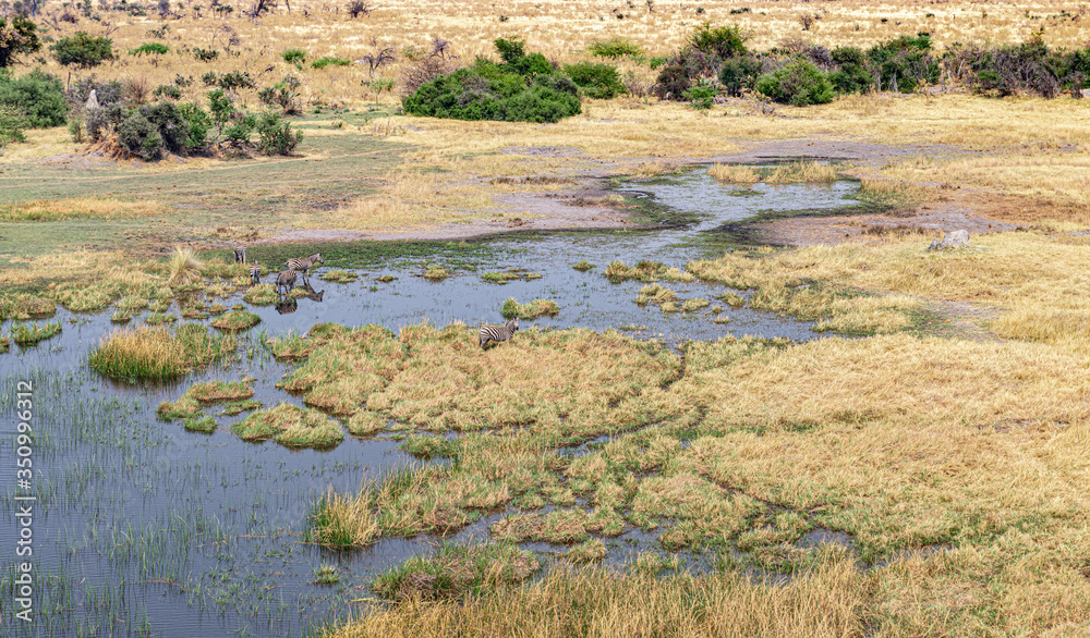 Zebra grazing in the Okavango Delta, Botswana (aerial shot) Zebra grazing in the Okavango Delta, Botswana (aerial shot)