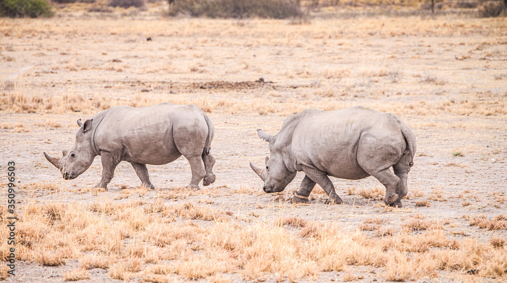 White Rhinoceros in the Khama Rhino Sanctuary, Botswana White Rhinoceros in the Khama Rhino Sanctuary, Botswana