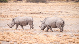 White Rhinoceros in the Khama Rhino Sanctuary, Botswana