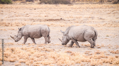 White Rhinoceros in the Khama Rhino Sanctuary, Botswana