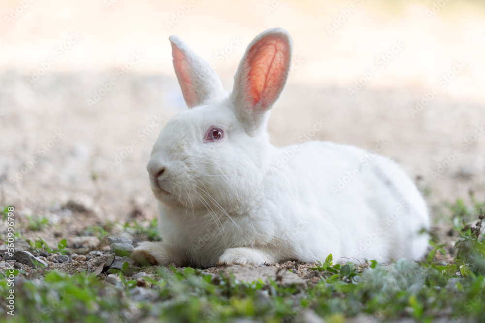 White rabbit outdoors.Close up bunny rabbit in agriculture farm.Rabbits are small mammals in the family Leporidae White rabbit outdoors.Close up bunny rabbit in agriculture farm.Rabbits are small mammals in the family Leporidae