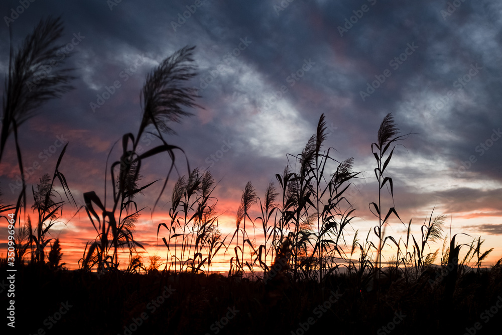 A beautiful sunset in the field. Grass at sunset. 